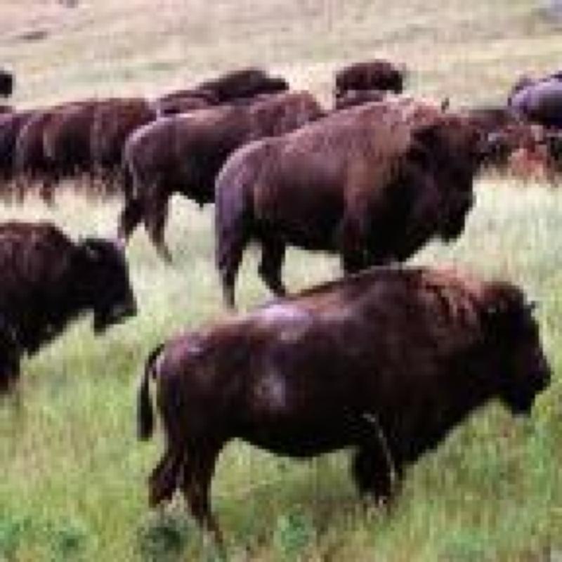 bison