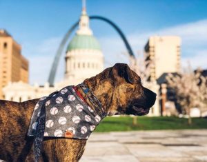Dog with Gateway Arch National Park in background