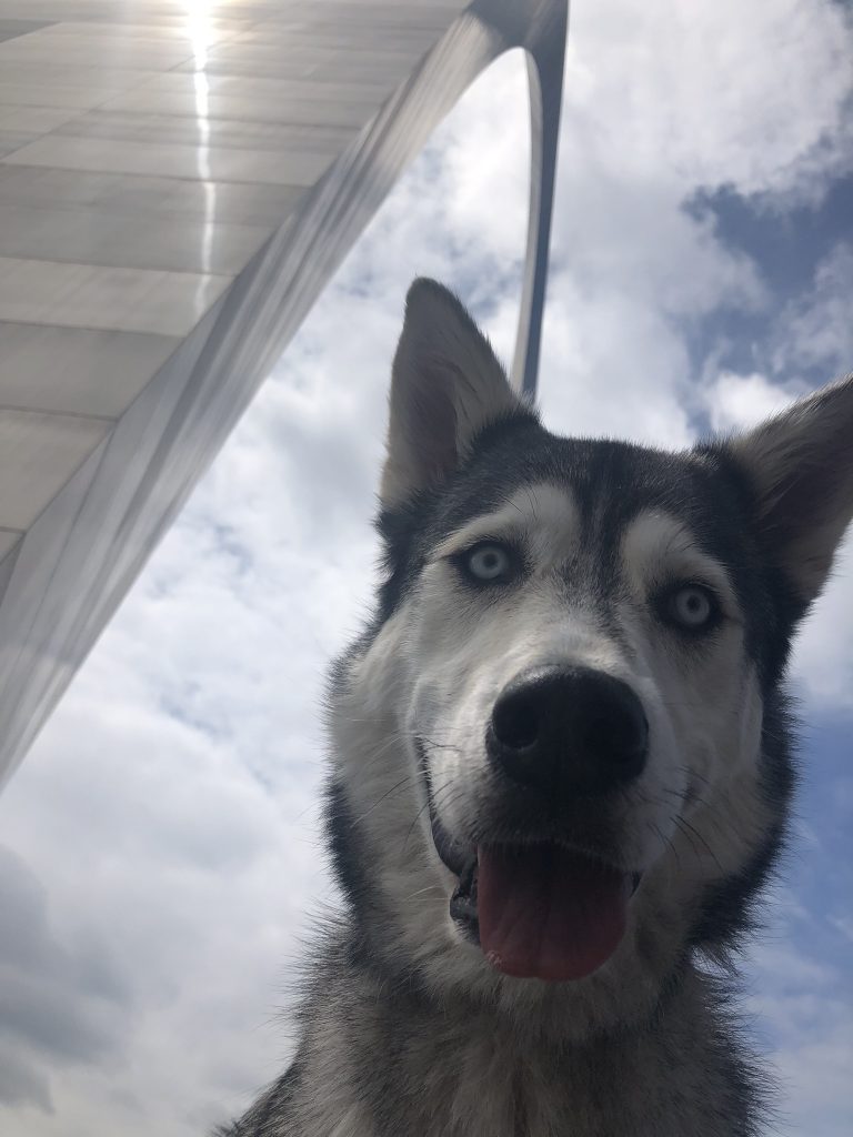 Huskie dog in front of the Arch