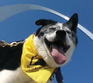 Dog under the Gateway Arch