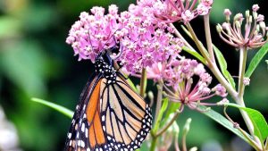 Monarch Butterfly on pink flowers