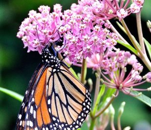 Monarch Butterfly on pink flowers