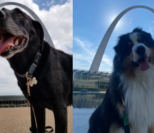 Two photos of dogs posing for photos outside the visitor center at Gateway Arch National Park.