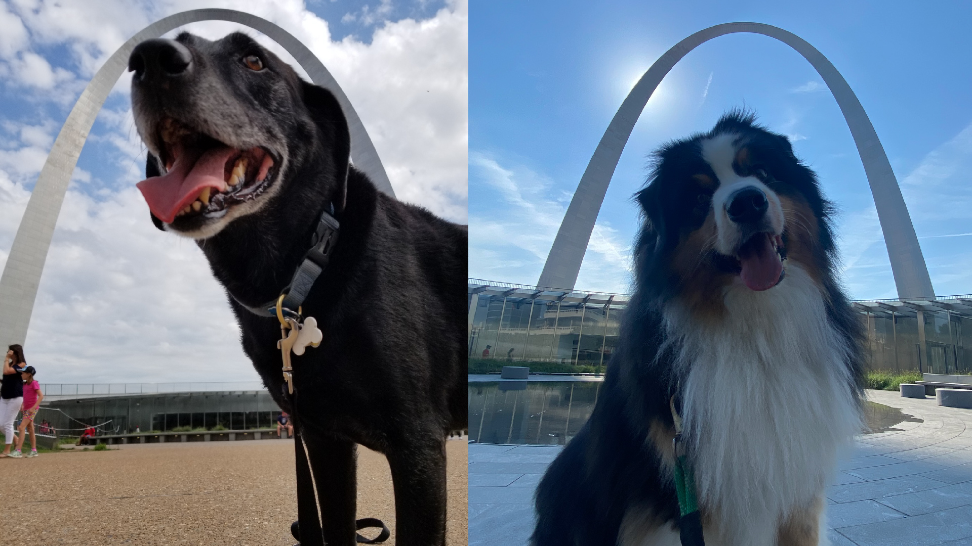 Two photos of dogs posing for photos outside the visitor center at Gateway Arch National Park.