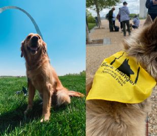 Side-by-side photos of dogs at the Gateway Arch during a B.A.R.K. Ranger event.