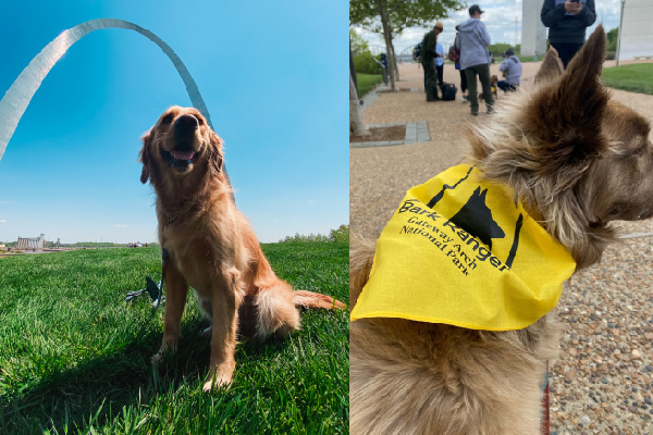 Side-by-side photos of dogs at the Gateway Arch during a B.A.R.K. Ranger event.