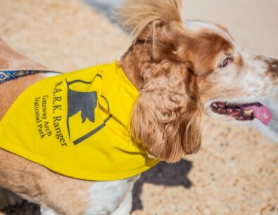 A tan and white colored dog wearing a yellow BARK Ranger bandana.