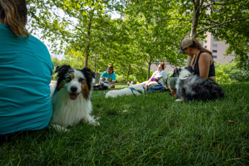 Adorable fluffy dogs lay in the grass with their owners at Gateway Arch National Park