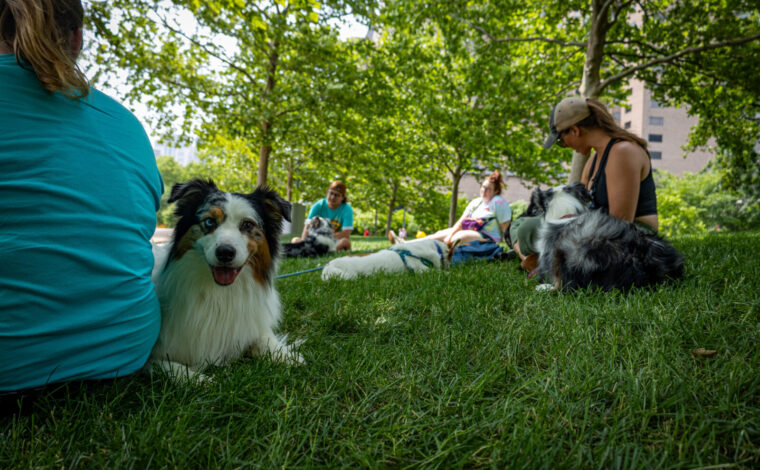 Adorable fluffy dogs lay in the grass with their owners at Gateway Arch National Park