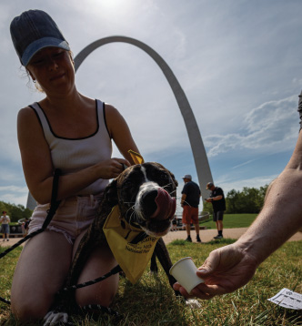 A dog licks from a pup cup in front of the Gateway Arch