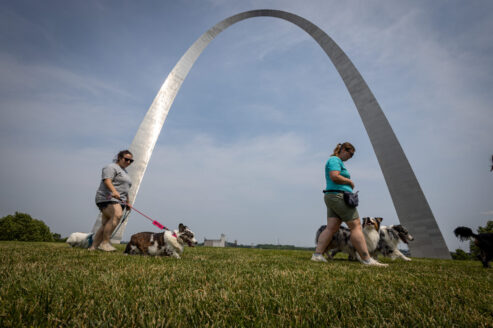 A group of visitors walking their dogs on leash under the Gateway Arch