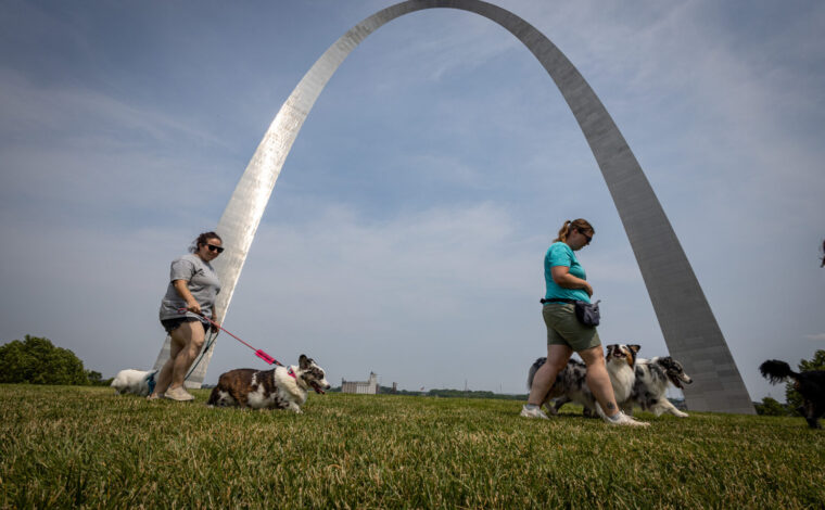 A group of visitors walking their dogs on leash under the Gateway Arch